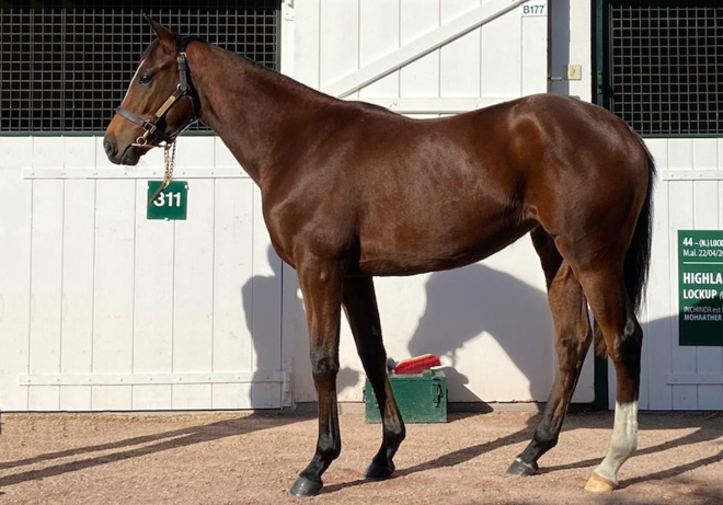 Rosie (Lawman ex Reine Des Plages)