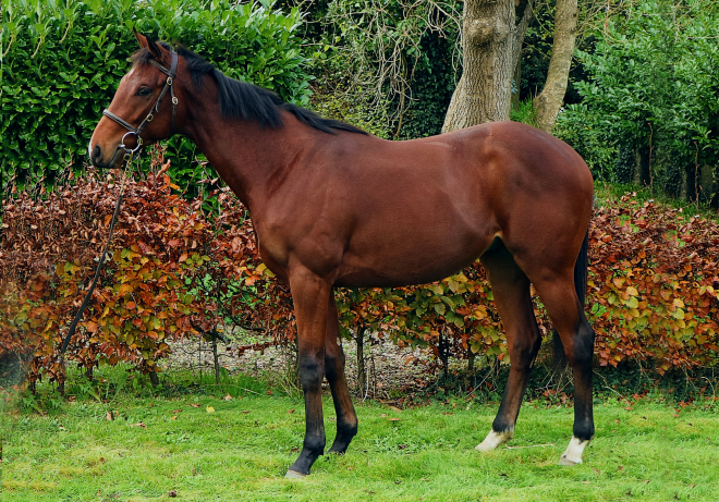 Finn (Seahenge ex Bailey's Applause)