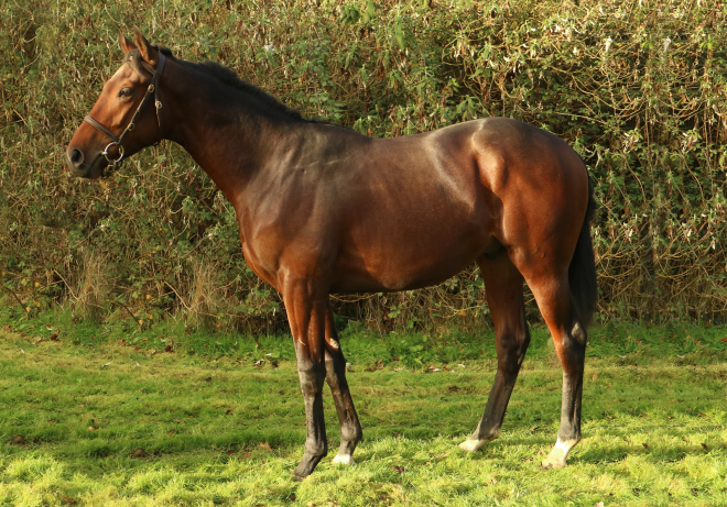 Rambo (Iffraaj ex Ya Hajar)