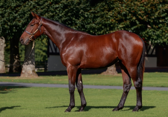 Gump (Sea The Stars ex Forest Maiden)