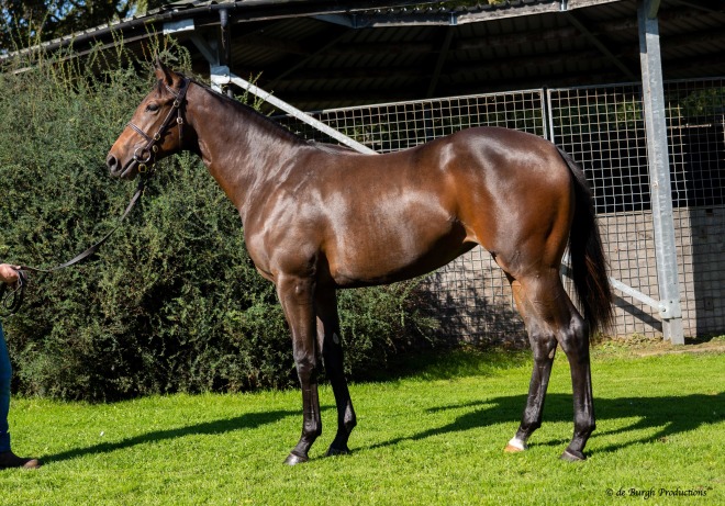 Poppy (Muhaarar ex Poppet's Passion)