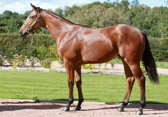 Aron (Siyouni ex Valasyra)