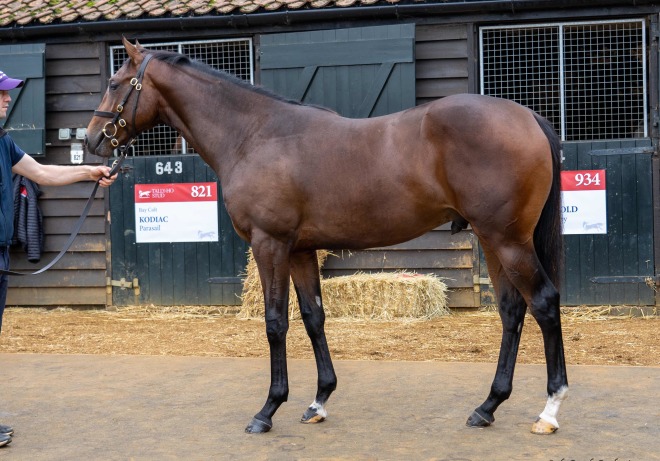 Gordan (Galileo Gold ex Baltic Belle)